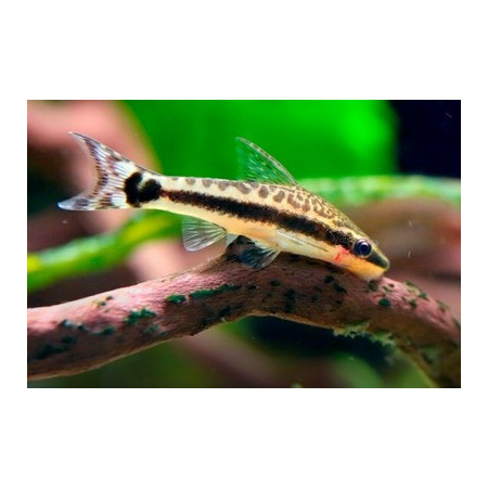 Otosek - Otocinclus affinis